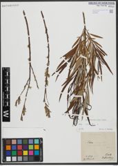 Foto von Salix viminalis L.